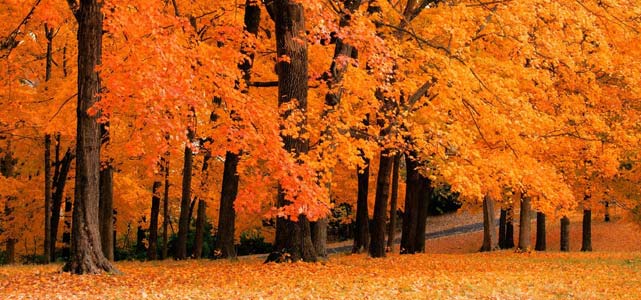 Promotional Gifts for Fall | Fall Promotions